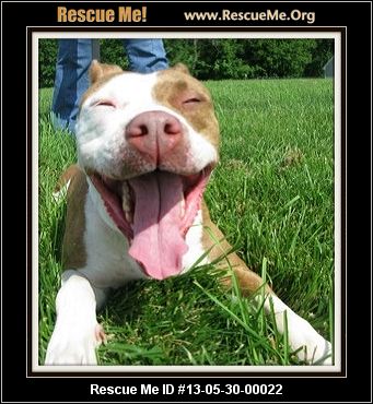 American Staffordshire Terrier Puppies For Sale In Indiana