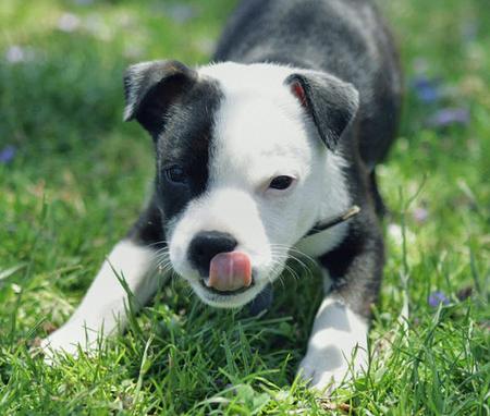 American Staffordshire Terrier Vs Pitbull