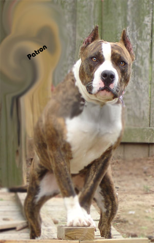 American Staffordshire Terrier Vs Pitbull