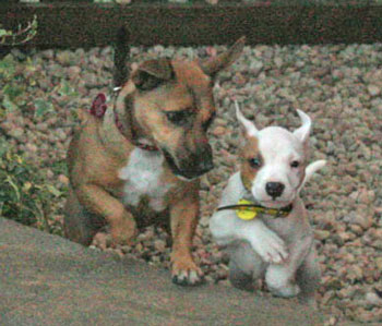 American Staffy Cross Boxer