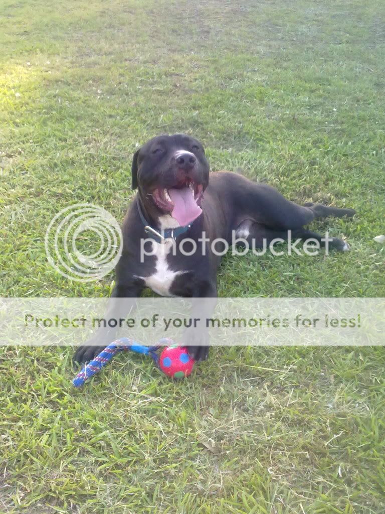 American Staffy Cross Boxer