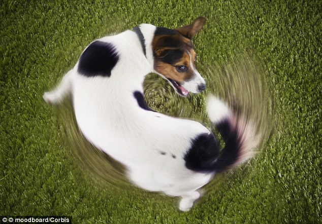 American Staffy Cross Jack Russell