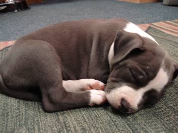 American Staffy Pups