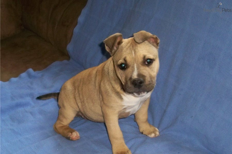 American Staffy Pups For Sale