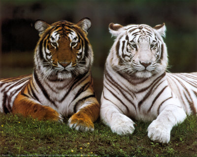 Animals In The Rainforest Facts