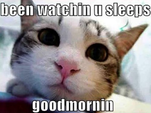 Animals Pictures With Captions