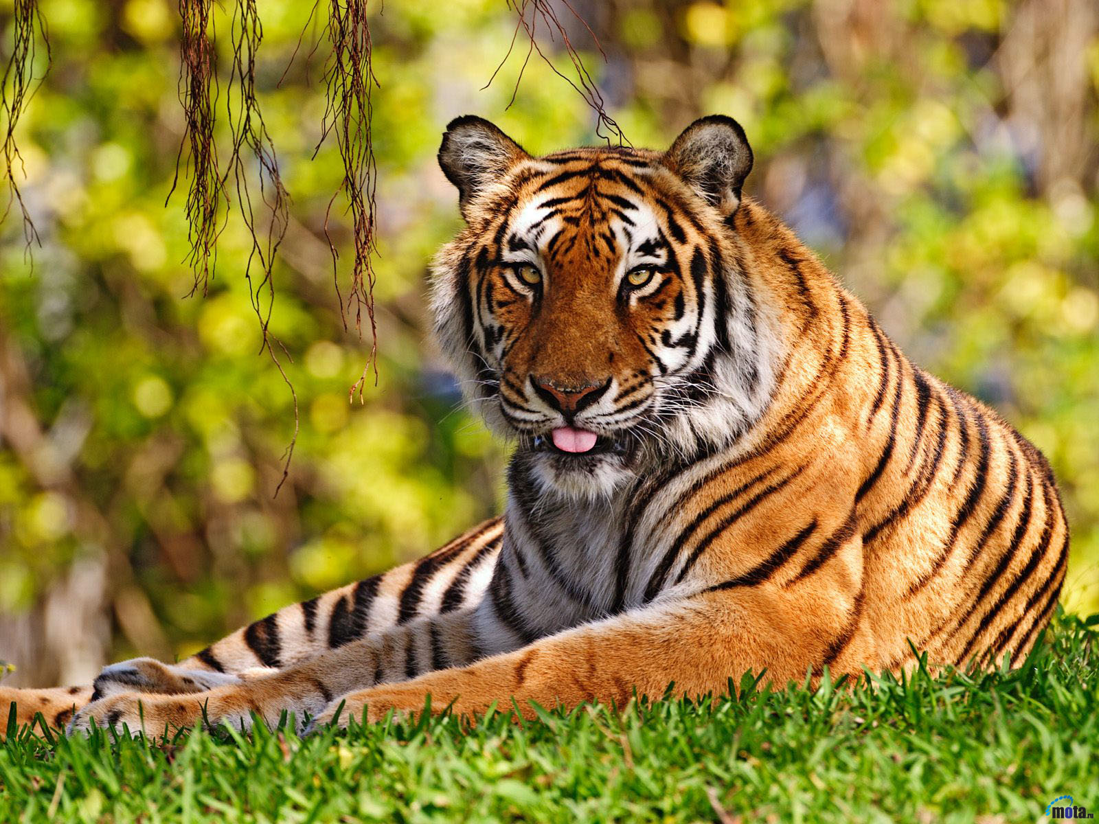 Animals Wallpapers For Desktop