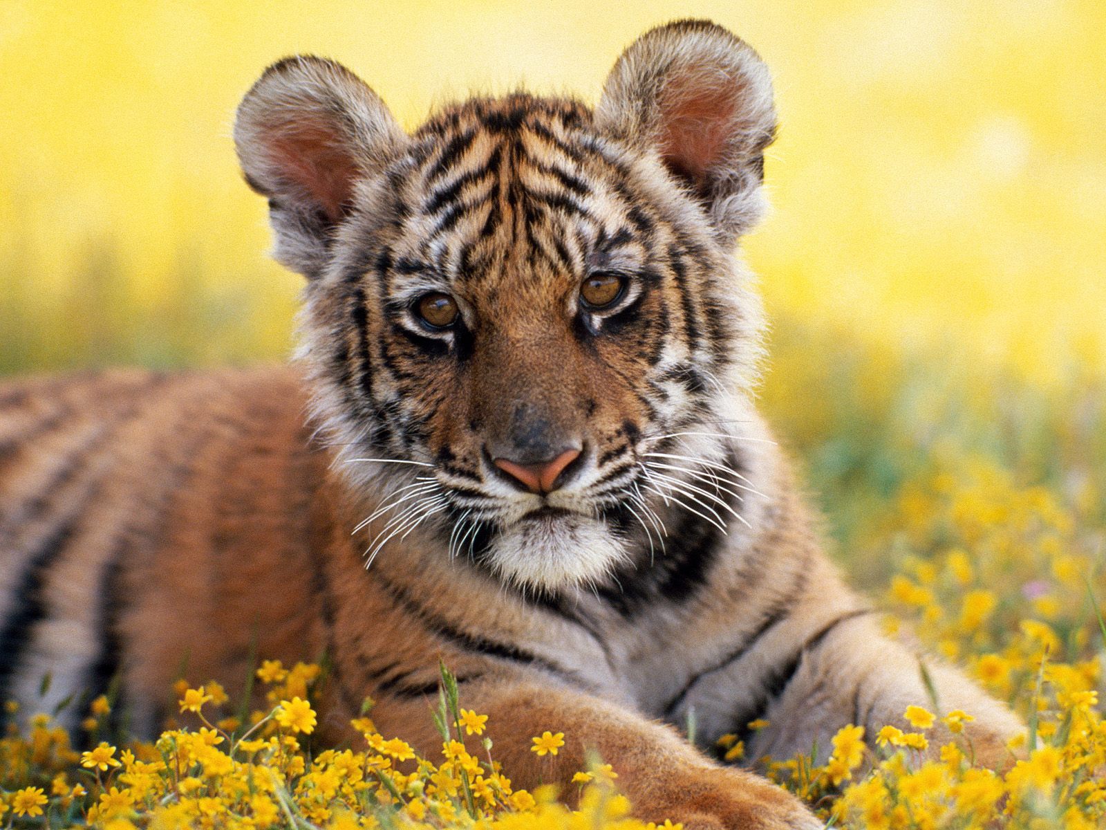 Animals Wallpapers For Desktop
