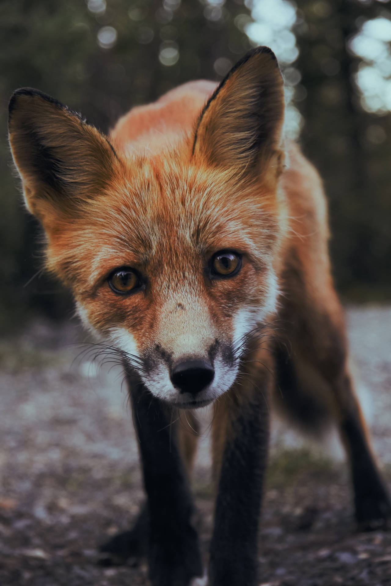 Animals Wallpapers For Desktop
