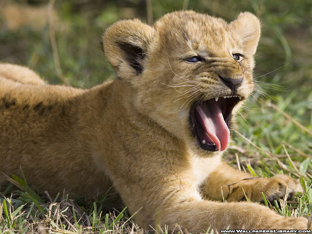 Animals Wallpapers For Desktop