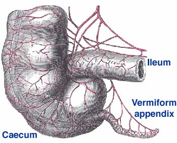 Appendix