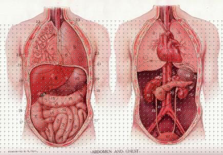 Appendix Pain Location And Symptoms