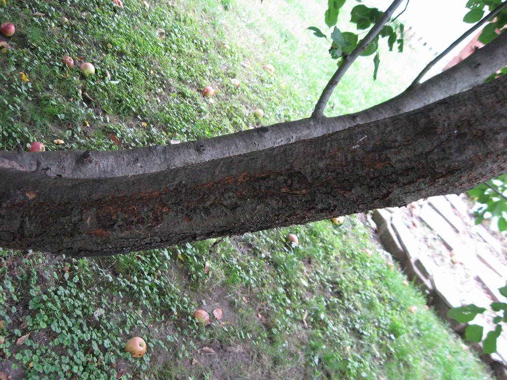 Apple Tree Branches Dying