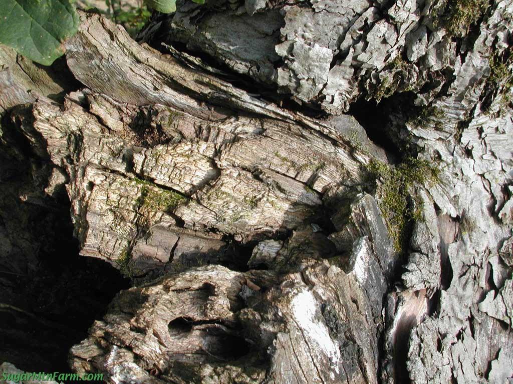 Apple Tree Branches Dying