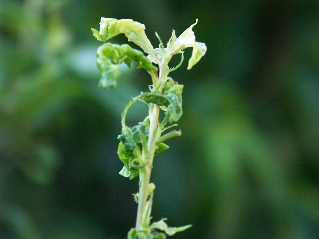 Apple Tree Leaf Curl