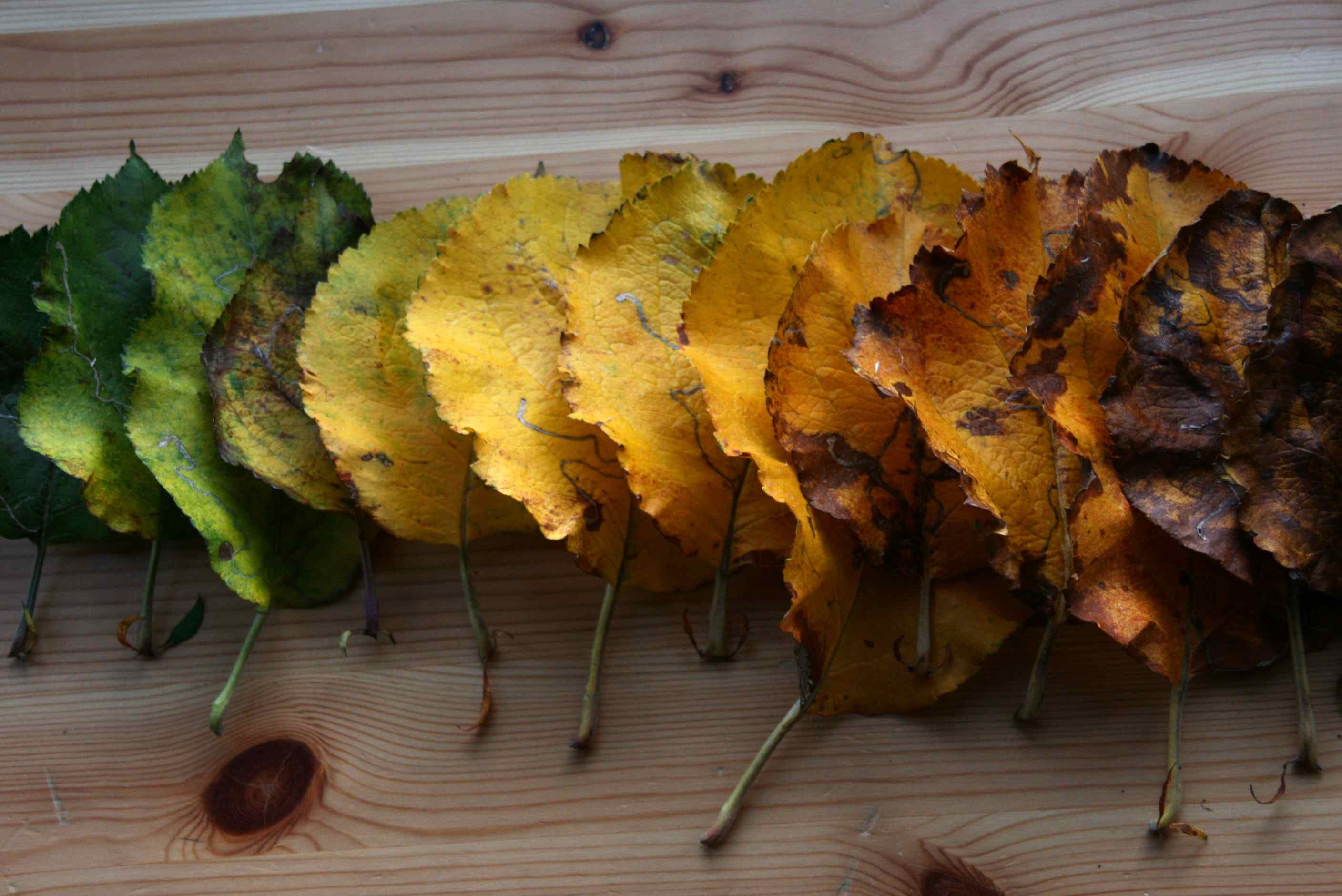 Apple Tree Leaf Shape