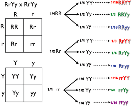 Autosomal Dominant Disorders Punnett Square