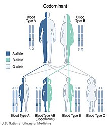 Autosomal Dominant Inheritance Pattern