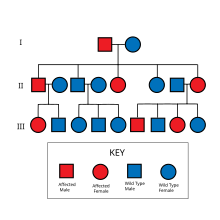 Autosomal Dominant Pattern Of Inheritance