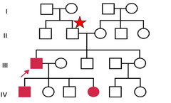 Autosomal Dominant Pattern Of Inheritance