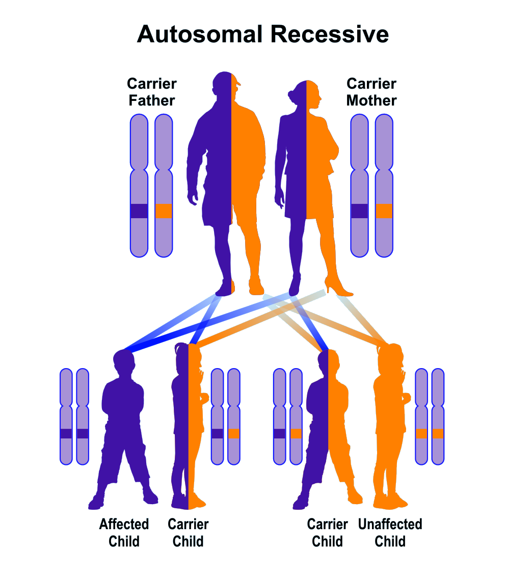 Autosomal Dominant Pattern Of Inheritance