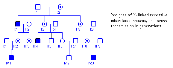 Autosomal Dominant Traits Appear In Equal Frequency In Males And Females