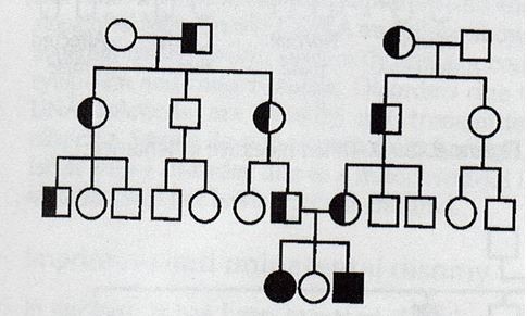 Autosomal Dominant Traits Appear In Equal Frequency In Males And Females