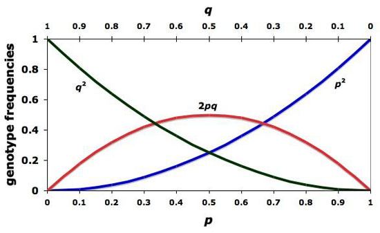 Autosomal Dominant Traits Appear In Equal Frequency In Males And Females