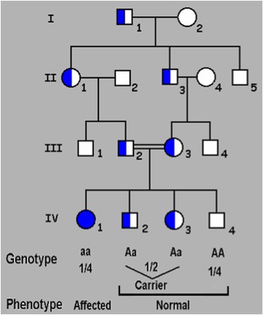 Autosomal Recessive Inheritance Definition