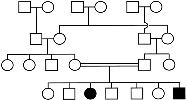 Autosomal Recessive Inheritance Pedigree