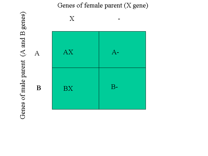 Autosomal Recessive Punnett Square Examples