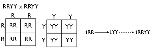 Autosomal Recessive Punnett Square Examples