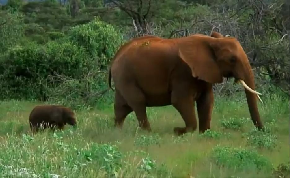 Baby Elephant And Mother