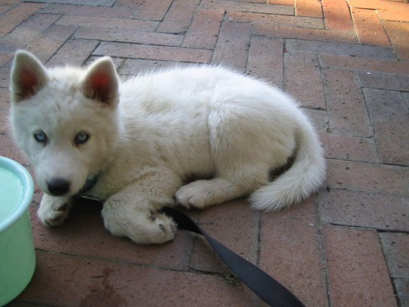 Baby Huskies For Sale