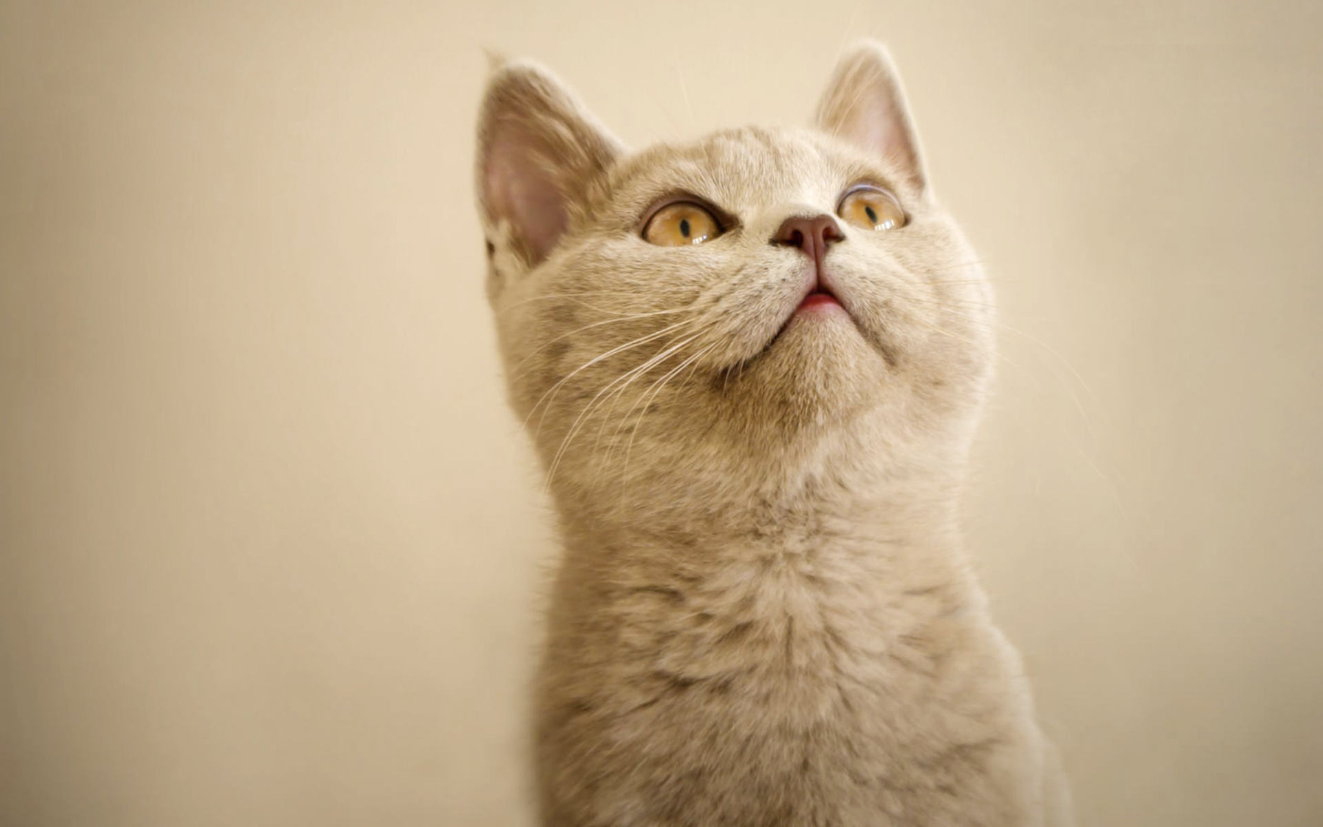 Beautiful Animals Wallpapers For Desktop