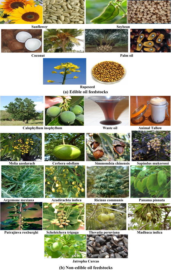 Biodiesel Feedstock