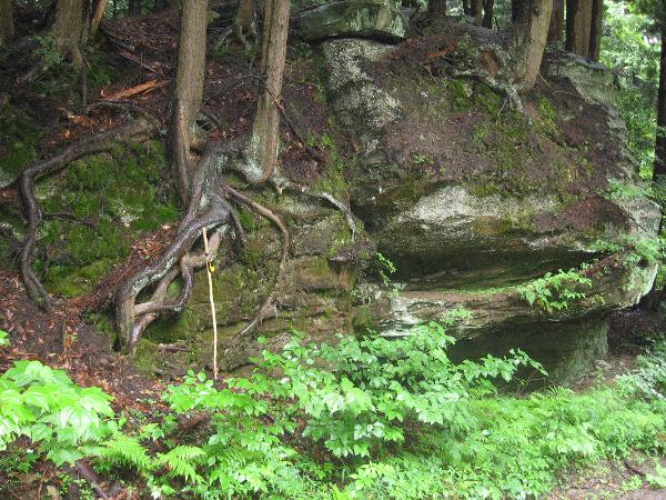 Biological Weathering Of Rocks