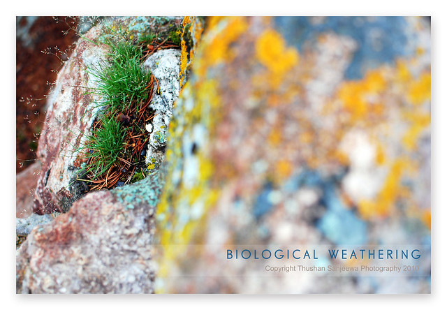 Biological Weathering Of Rocks