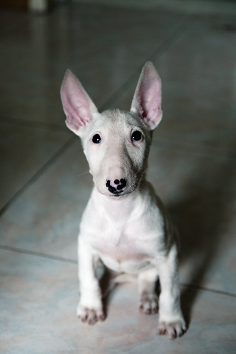 Black English Bull Terrier Puppies