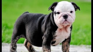 Black English Bulldog Puppies For Sale