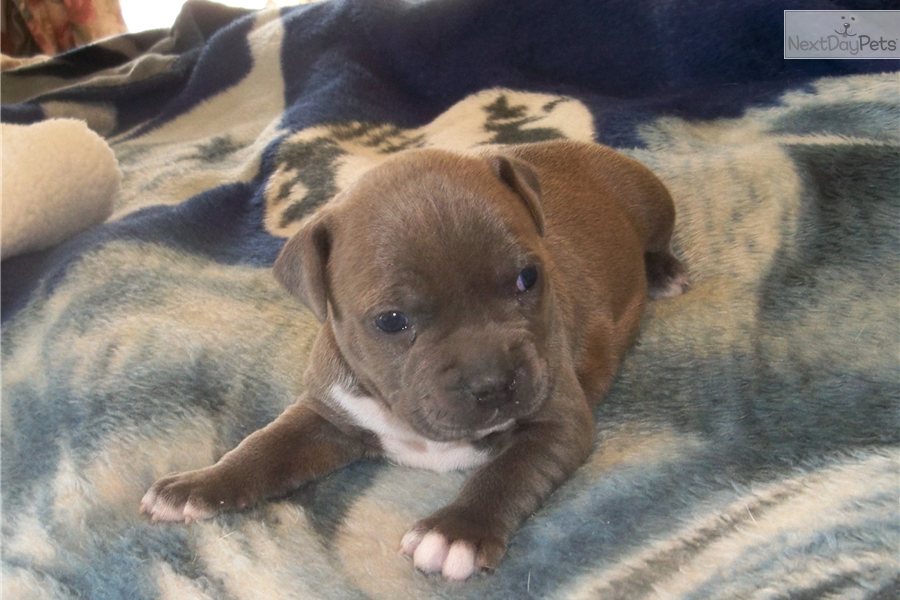 Blue American Staffy Pups For Sale