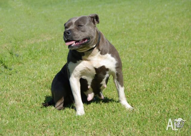 Blue American Staffy Pups For Sale Vic