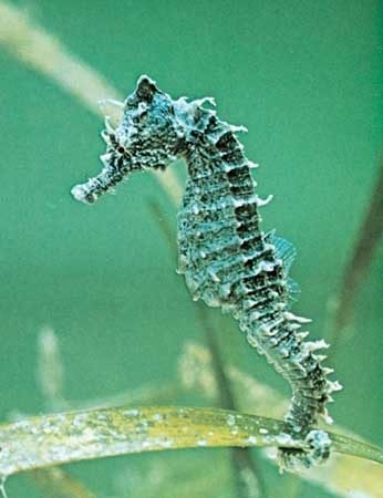 Blue Seahorse Pictures