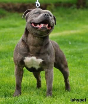 Blue Staffordshire Bull Terrier Puppies For Sale