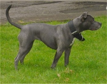 Blue Staffordshire Bull Terrier Puppies For Sale Uk