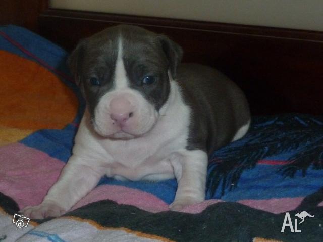 Blue Staffy Puppies For Sale Melbourne