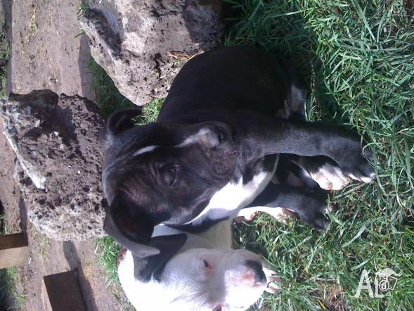 Blue Staffy Puppies For Sale Melbourne