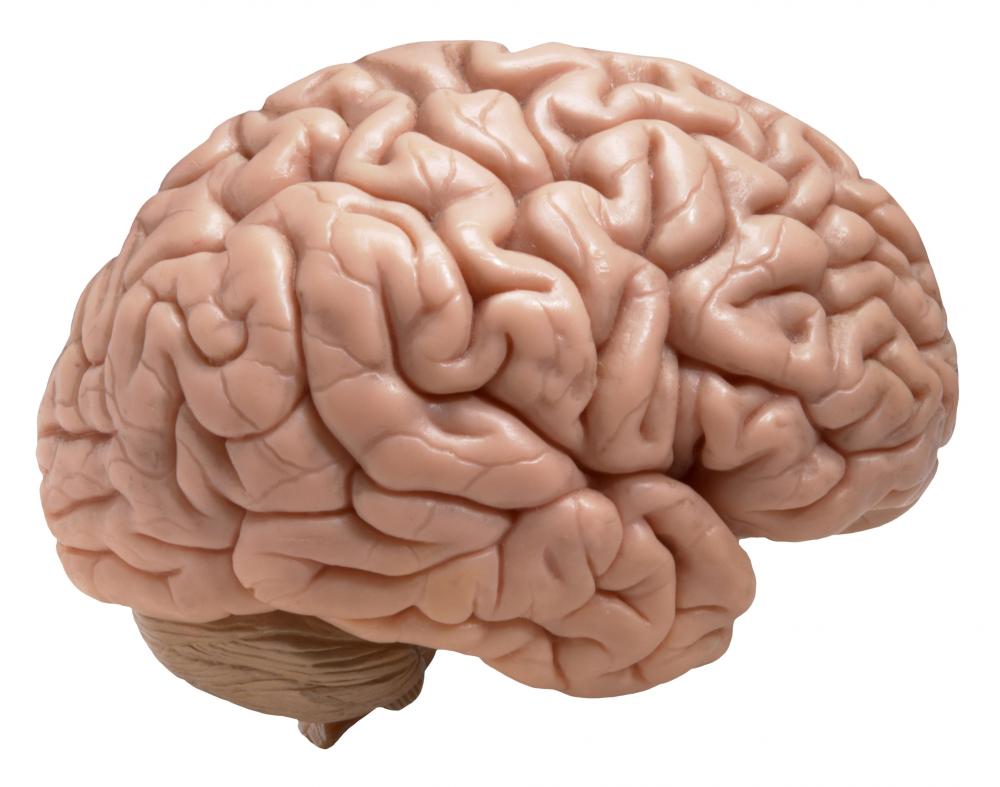 Brain