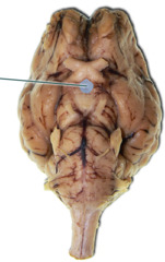 Brain Anatomy Quizlet