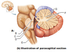 Brain Anatomy Quizlet